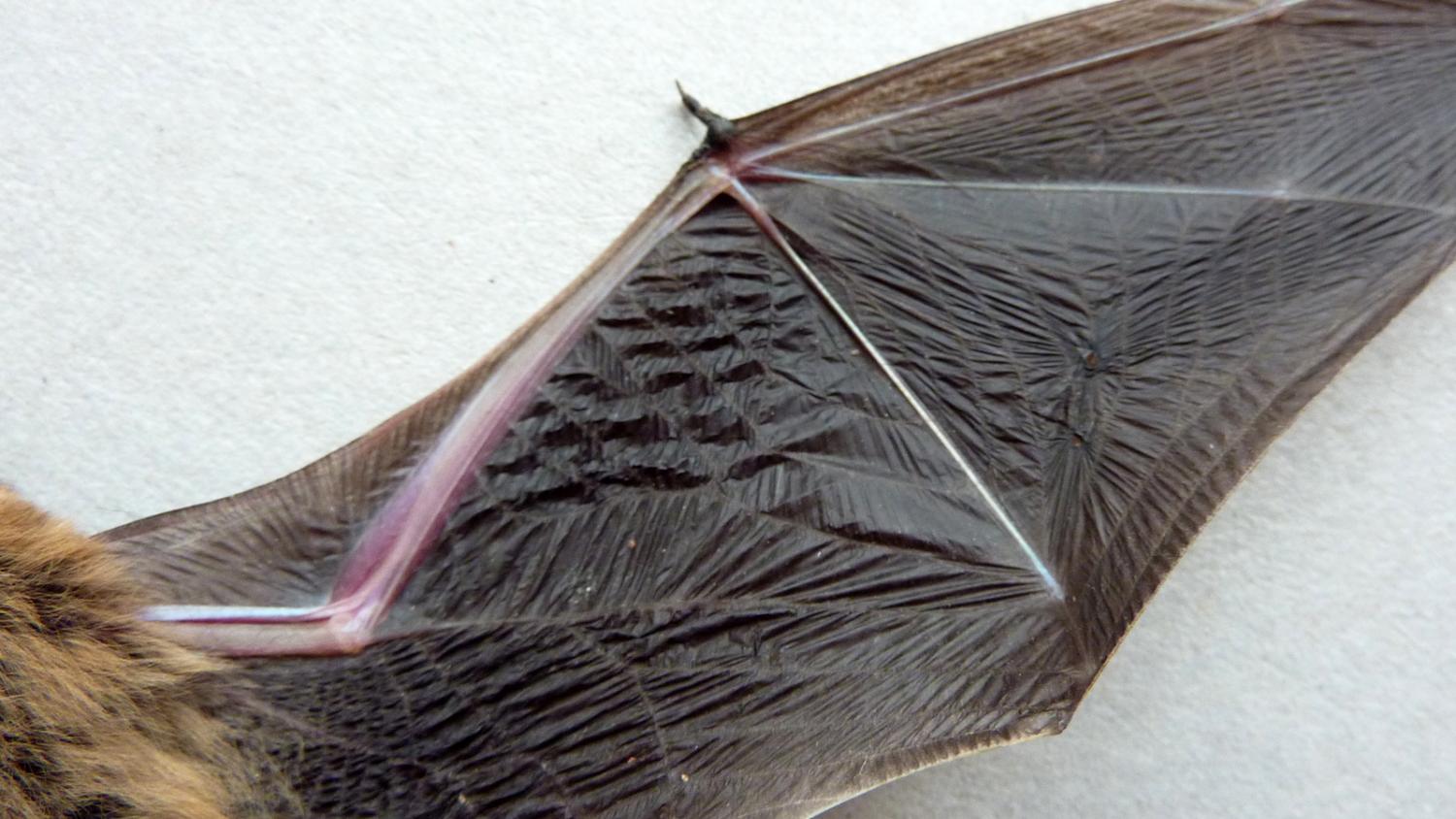 bat wing showing blood vessels