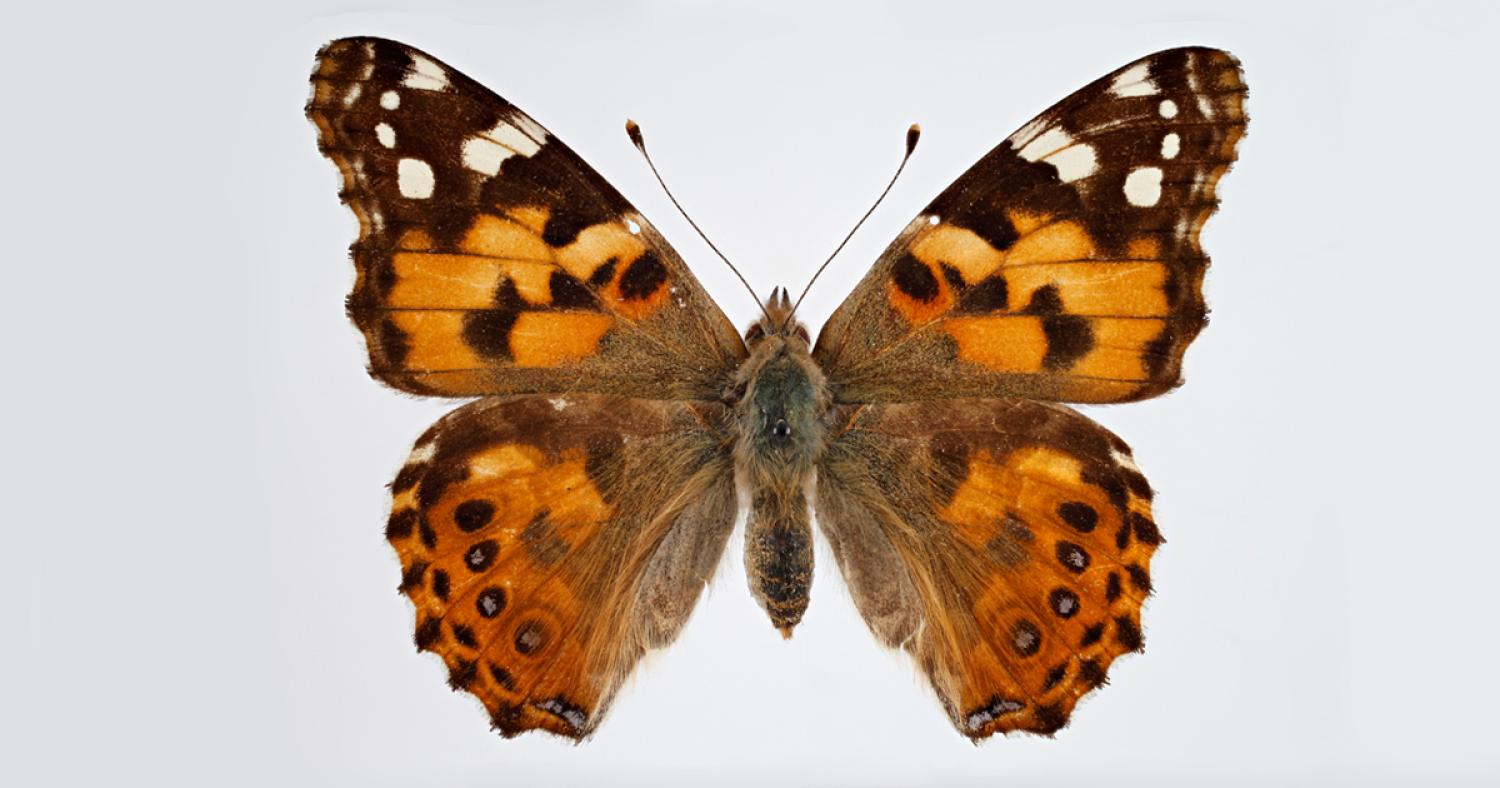 painted lady butterfly specimen