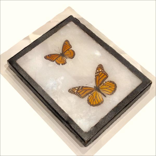 3D model of two orange and black butterflies mounted in a box