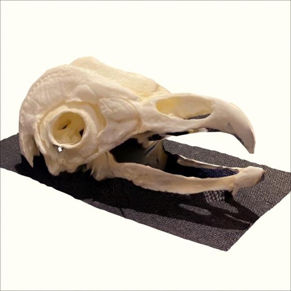 3D model of owl skull