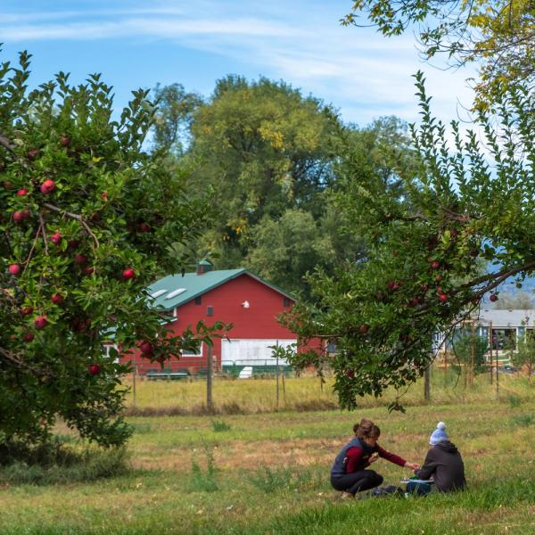 people sitting under apple treesom farm