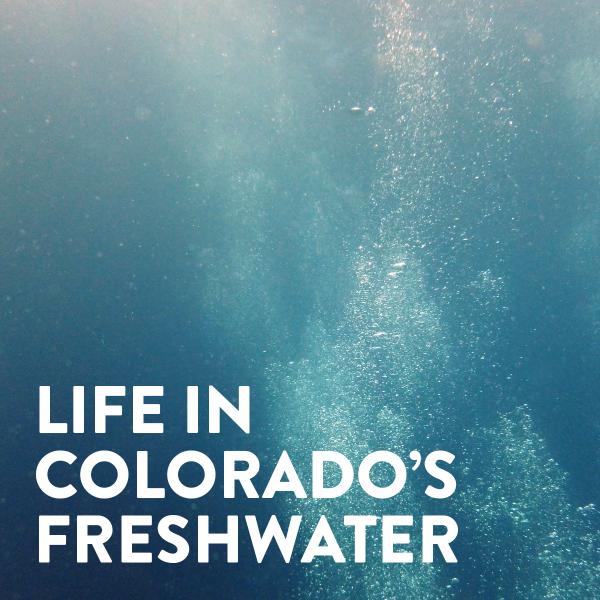 Life in Colorado's Freshwater