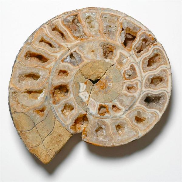 Ammonite