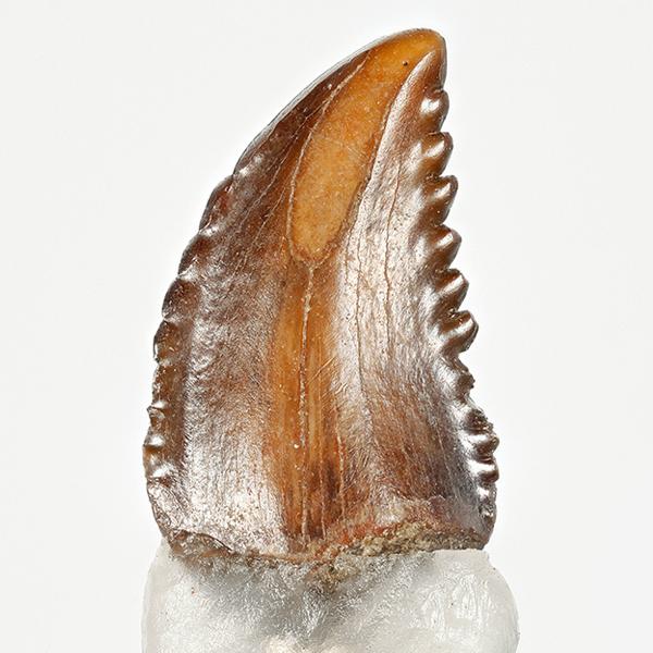 Light brown troodon tooth with jagged edges