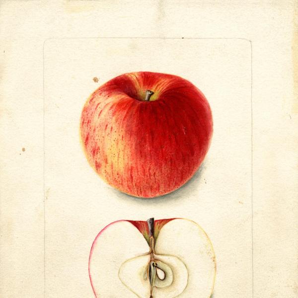 Comice Pear - USDA Watercolor Collection — Heirloom Apple Art Inspired by  the Revered Pomme Fruit