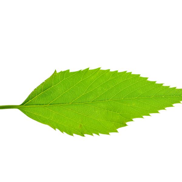 Jagged-margin leaf