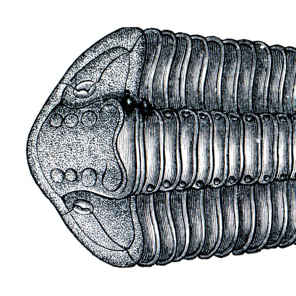 Trilobite sketch