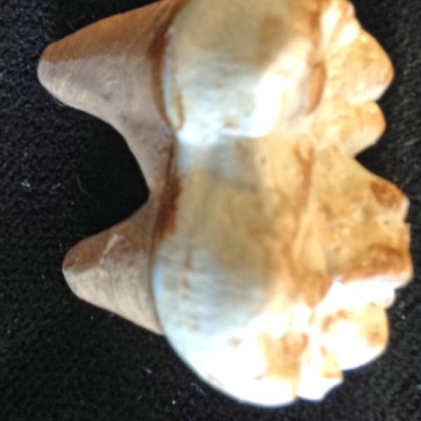 Cave bear tooth (cast)