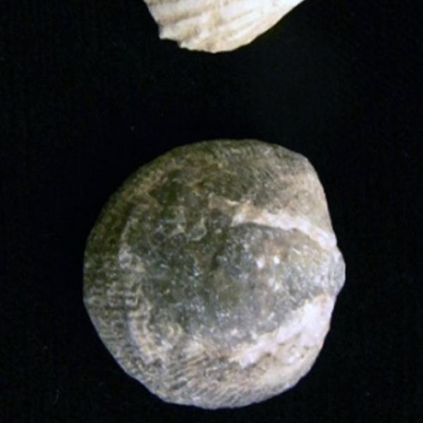 Brachiopod