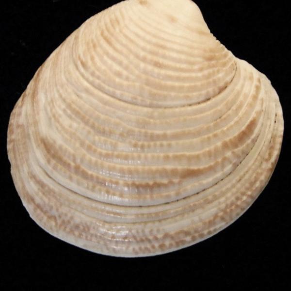 Modern bivalve shell