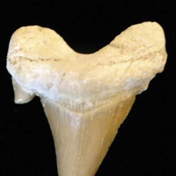 Shark tooth