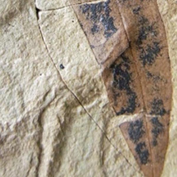 Smooth leaf fossil