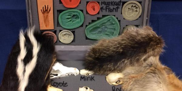 Colorado mammals kit