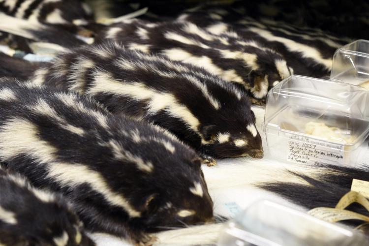 Eastern Spotted Skunk Museum Of Natural History University Of Colorado Boulder