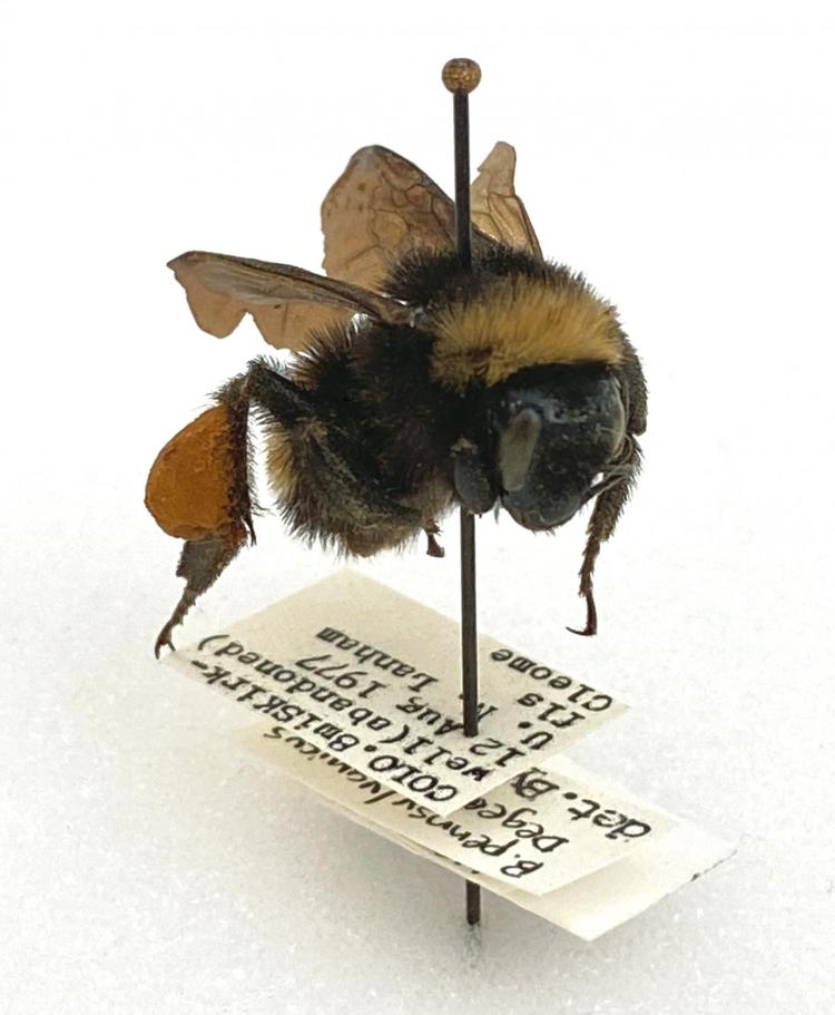 American Bumble Bee, Museum of Natural History