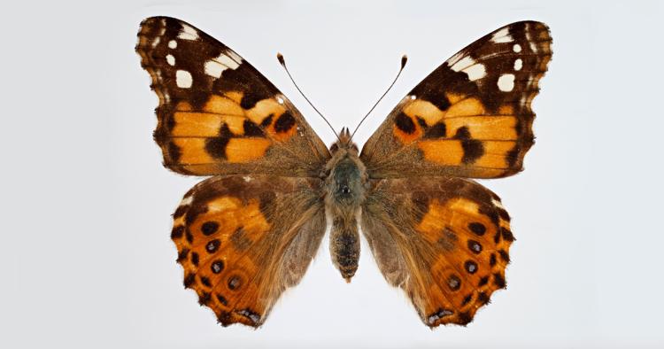 Painted lady butterfly native deals range