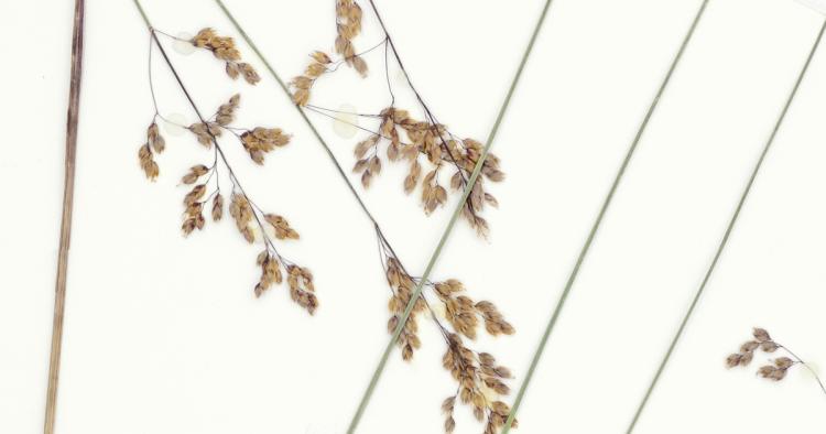 Sweet Grass Braid (Heirochloe odorata) - Scents of Earth