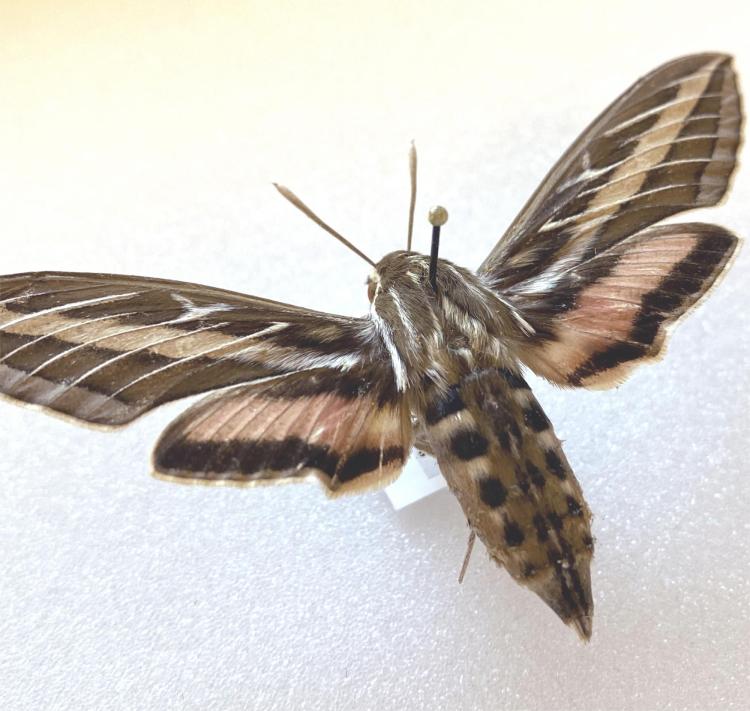 white lined sphinx moth