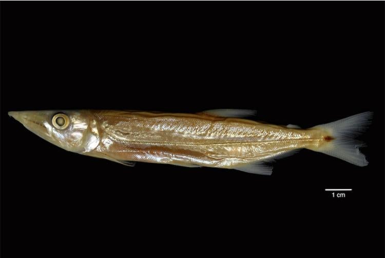 pike characin