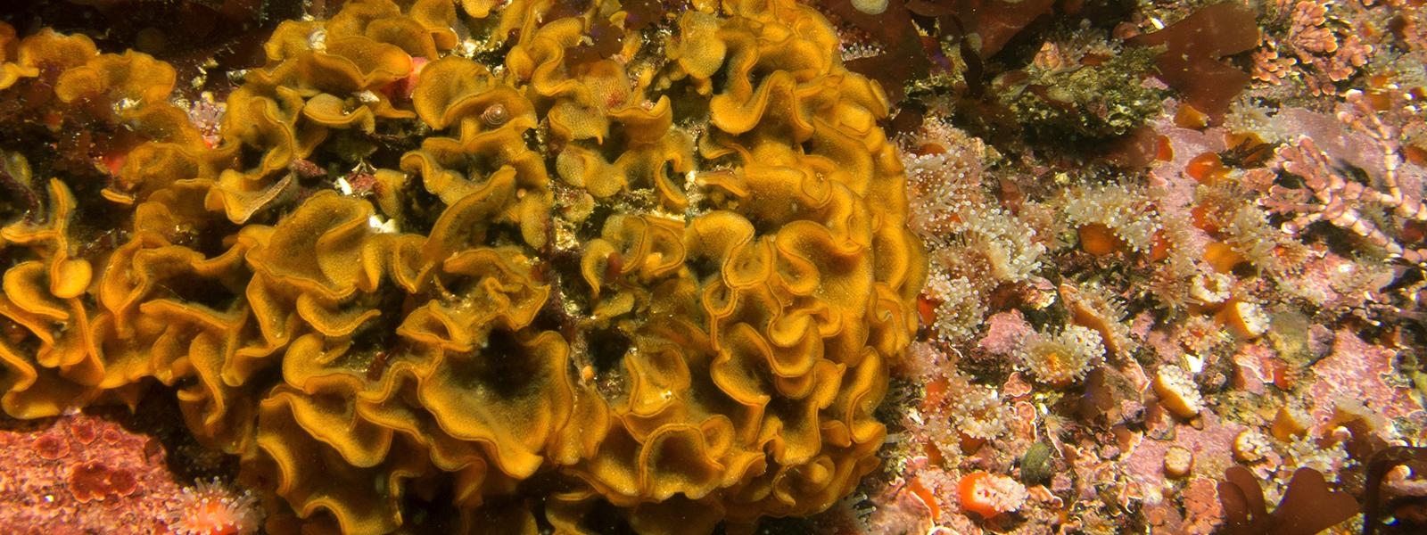 Fluted Bryzoan in ocean water