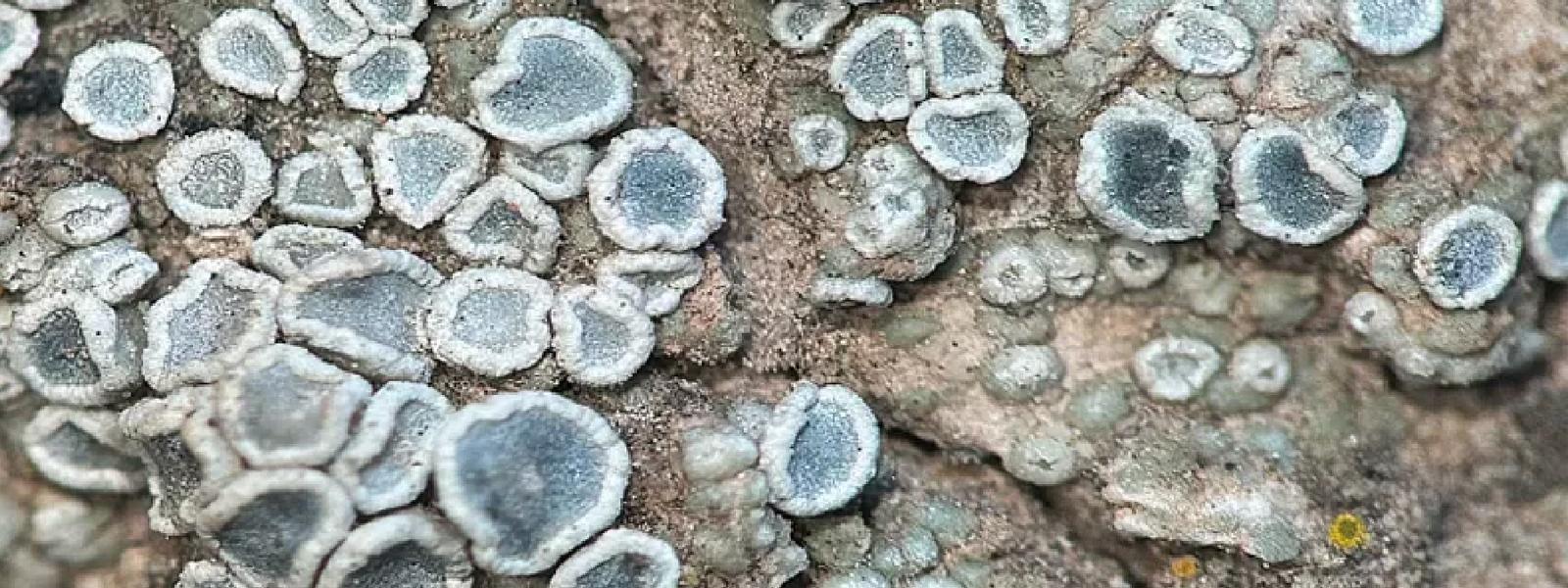 bluish gray lichen on rock