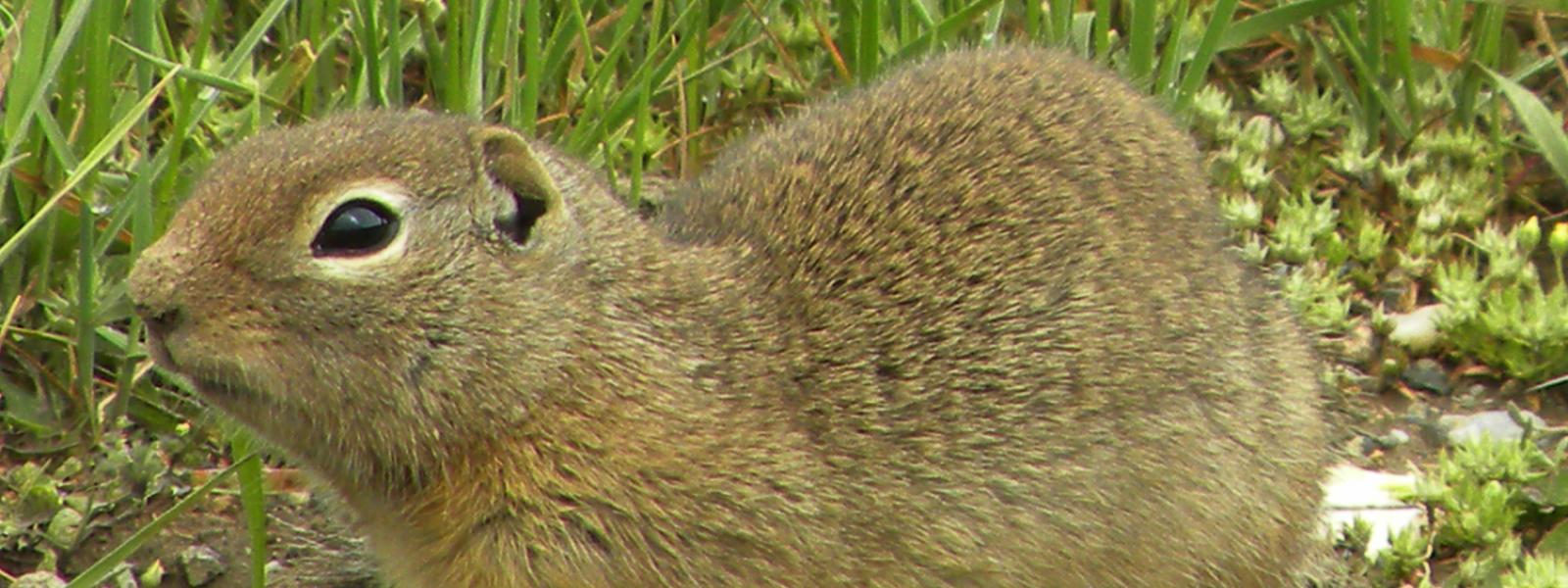 Wyoming ground squirrel