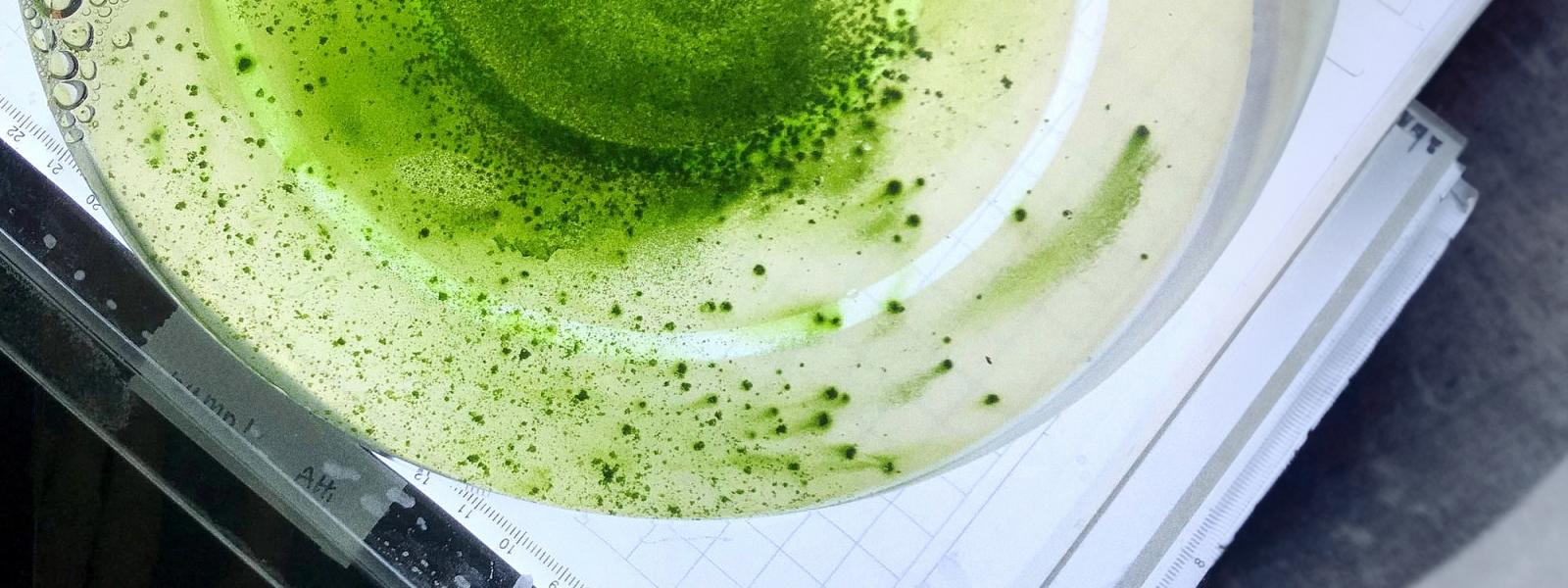 Green algal cells in petri dish on counter