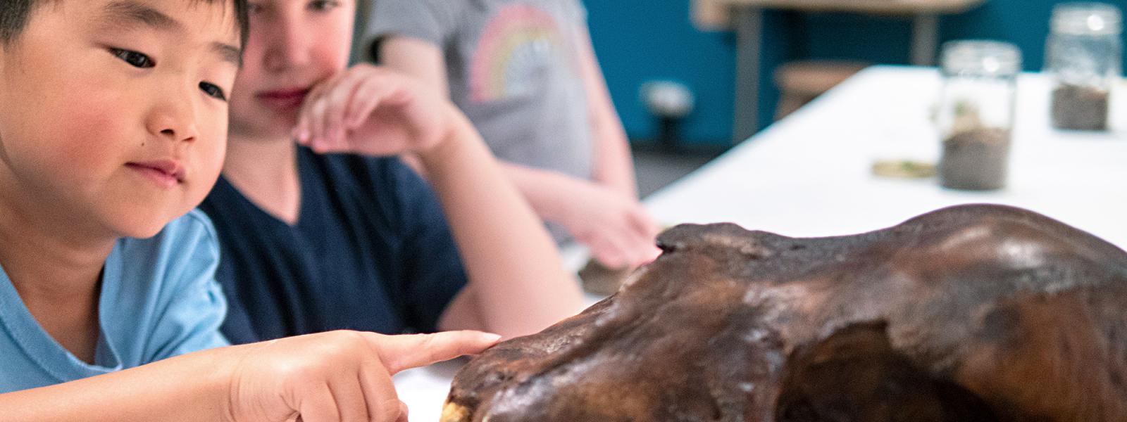 kids looking at animal skull