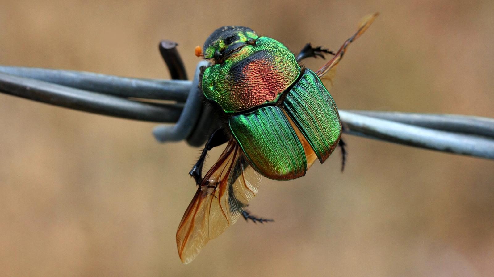 Rainbow Scarab