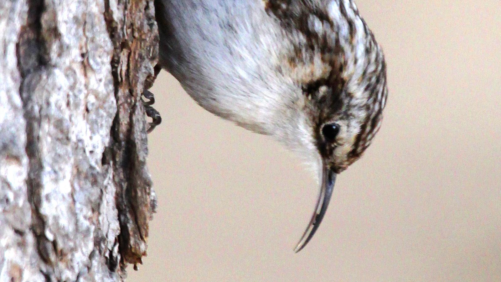 brown creeper
