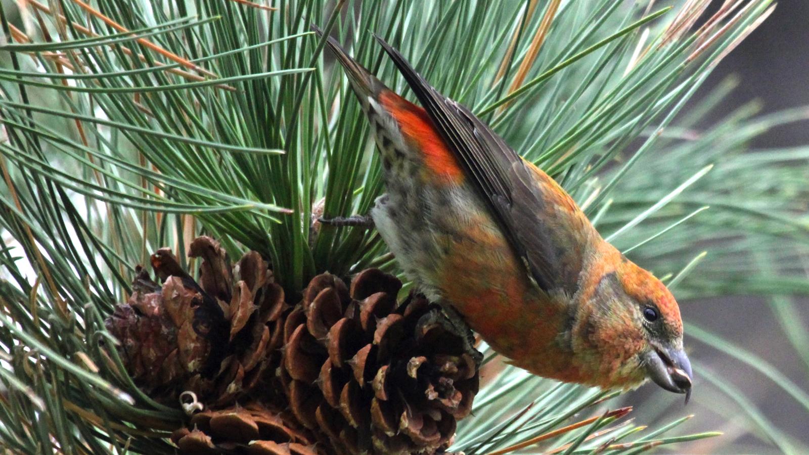 Red crossbill