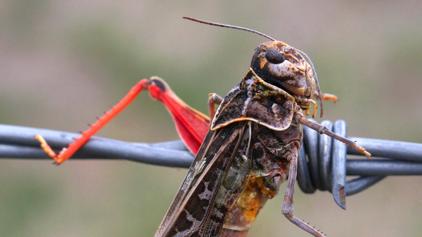 Redshank Grasshopper