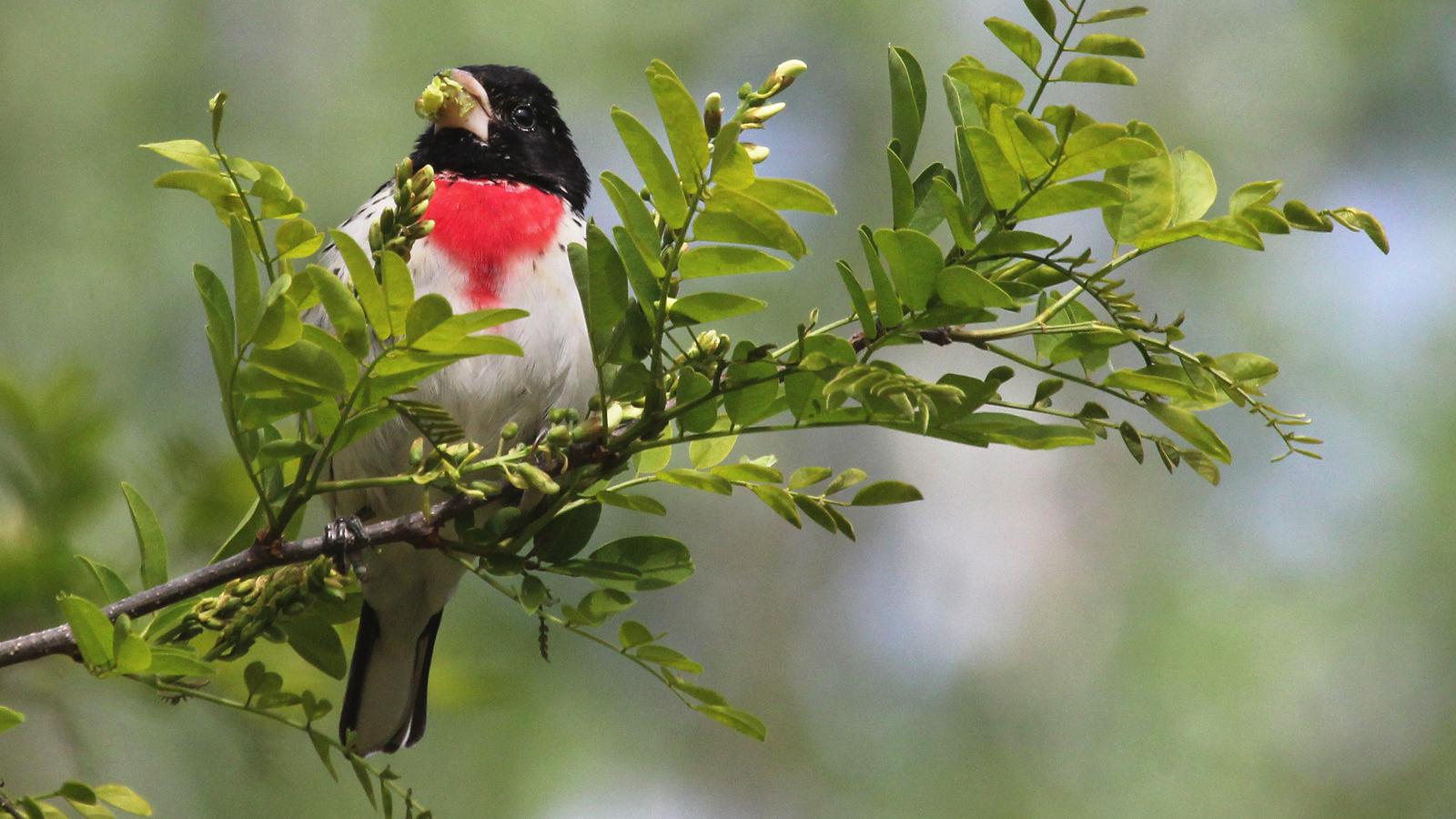 Rose-breasted Grosbeak