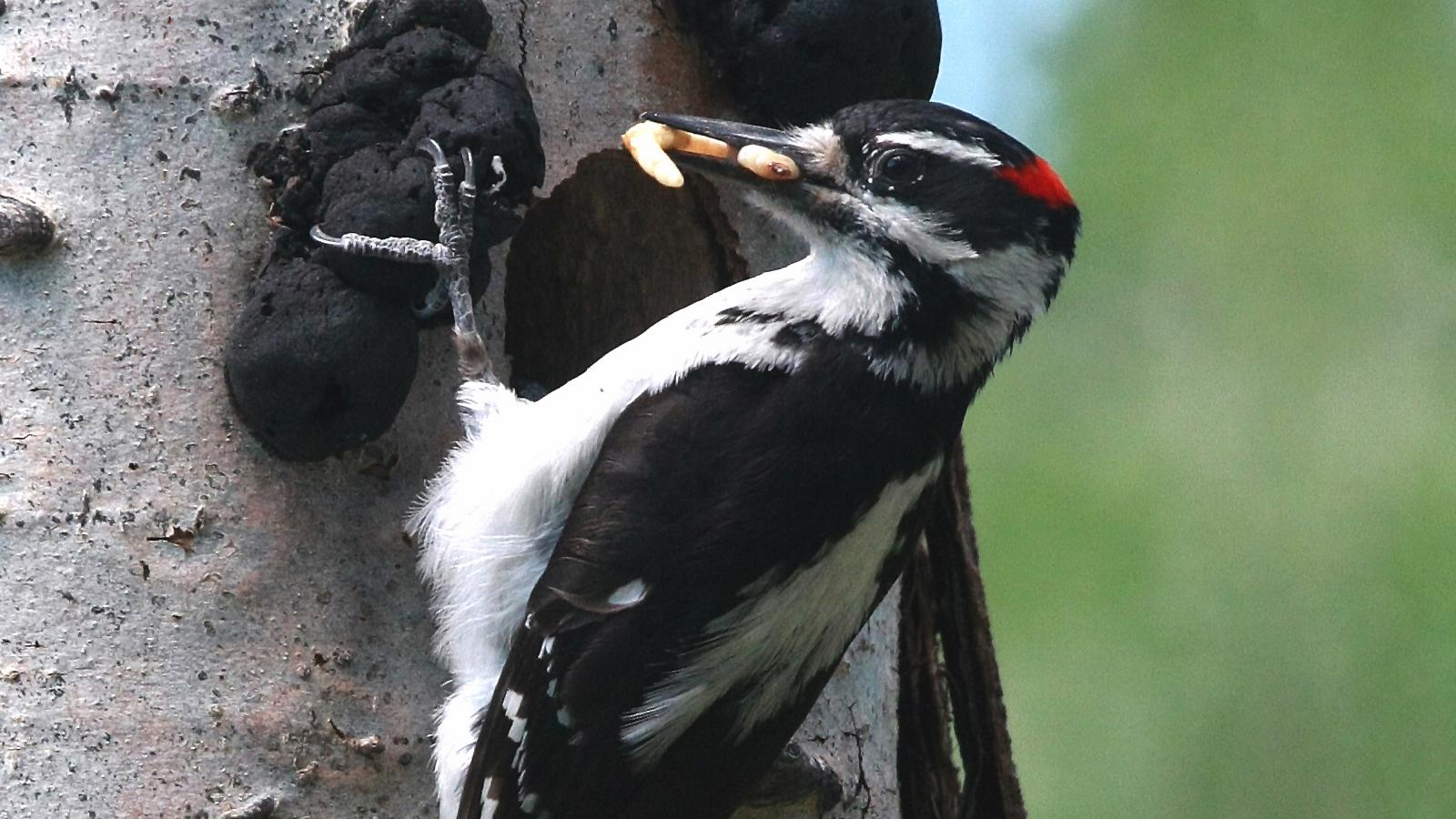 Hairy Woodpecker