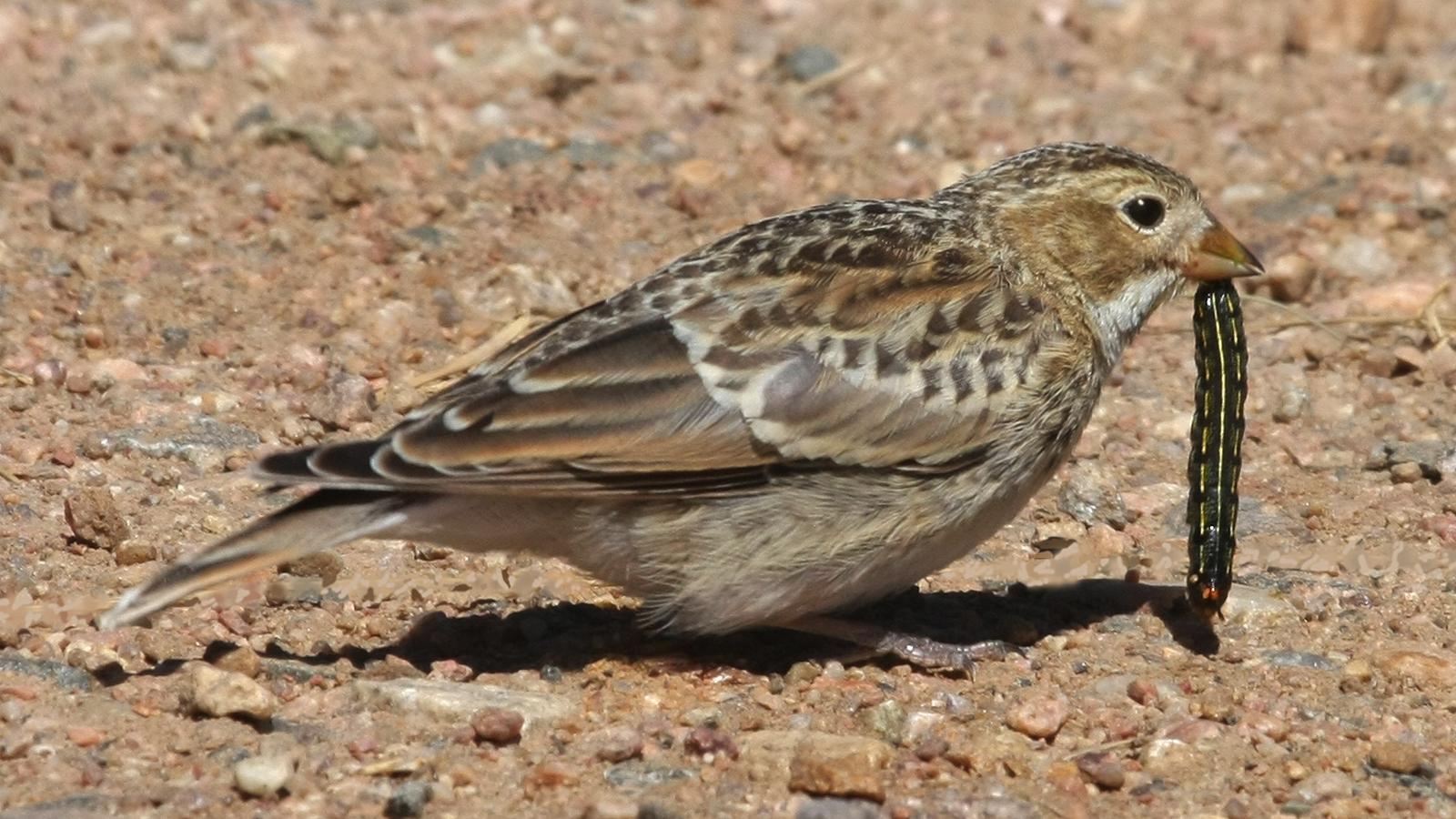 McCown’s Longspur