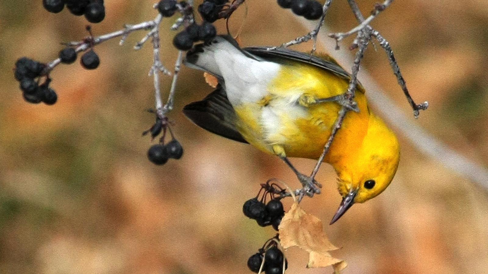 Prothonotary Warbler