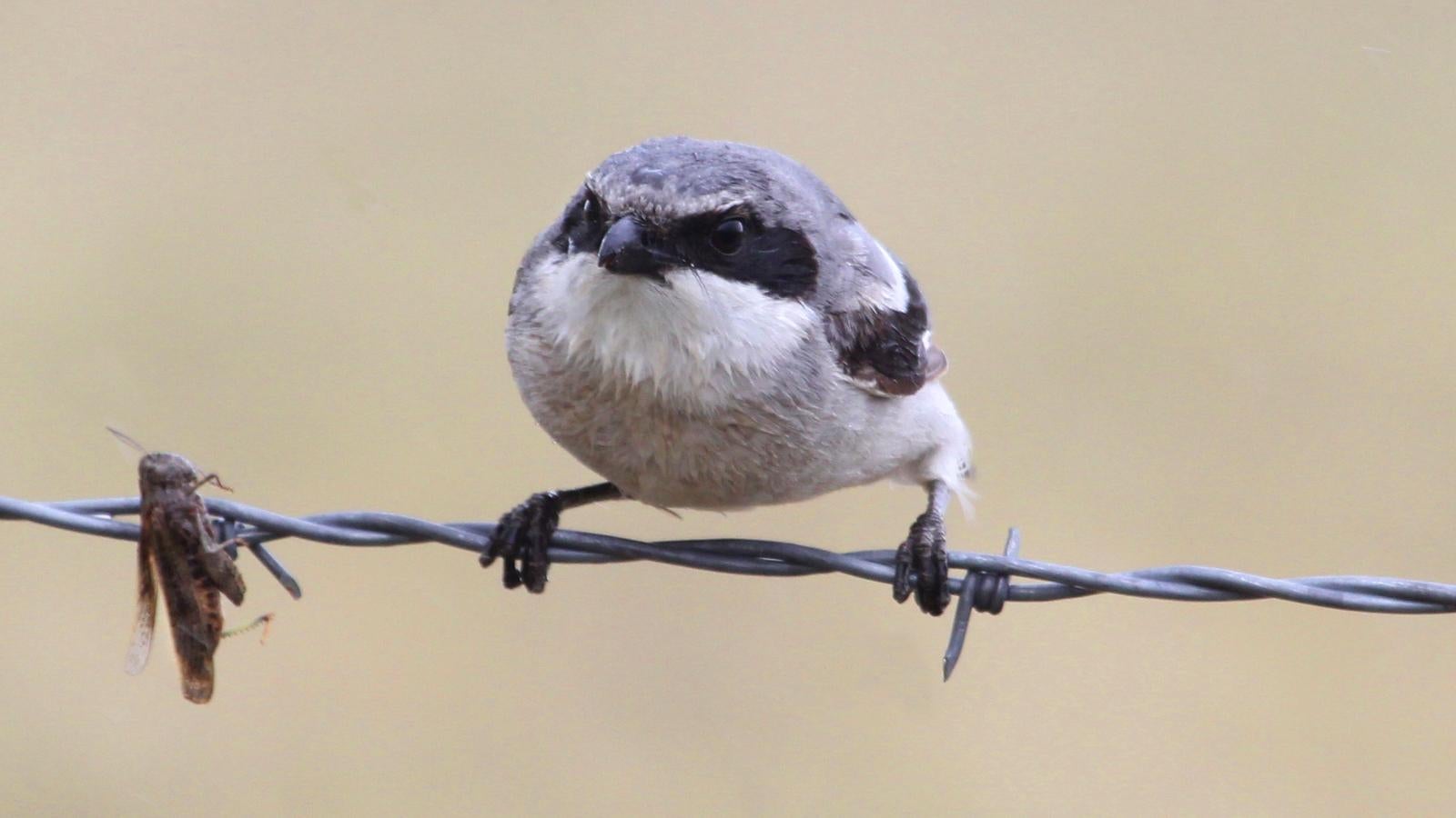Loggerhead Shrike