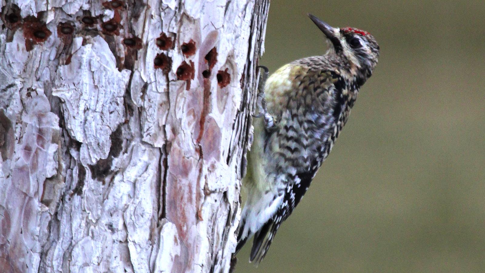 Yellow-bellied Sapsucker