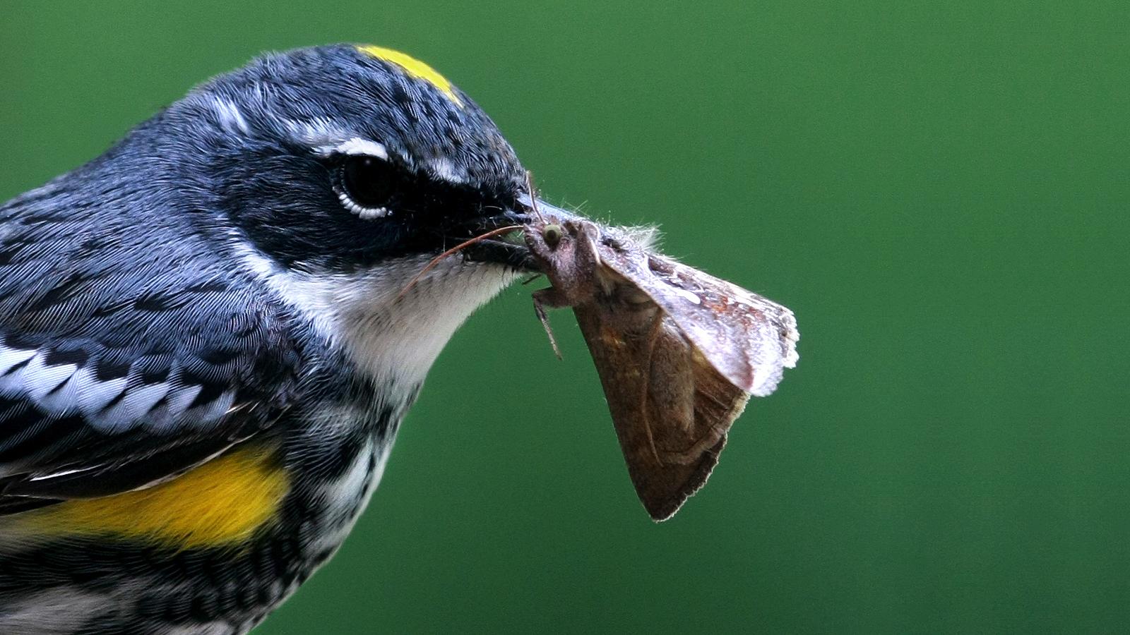 Yellow-rumped Warbler