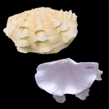 Giant clam clearance adaptations