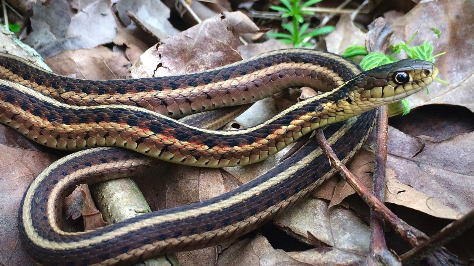 Garter Snakes Can Be Surprise Guests