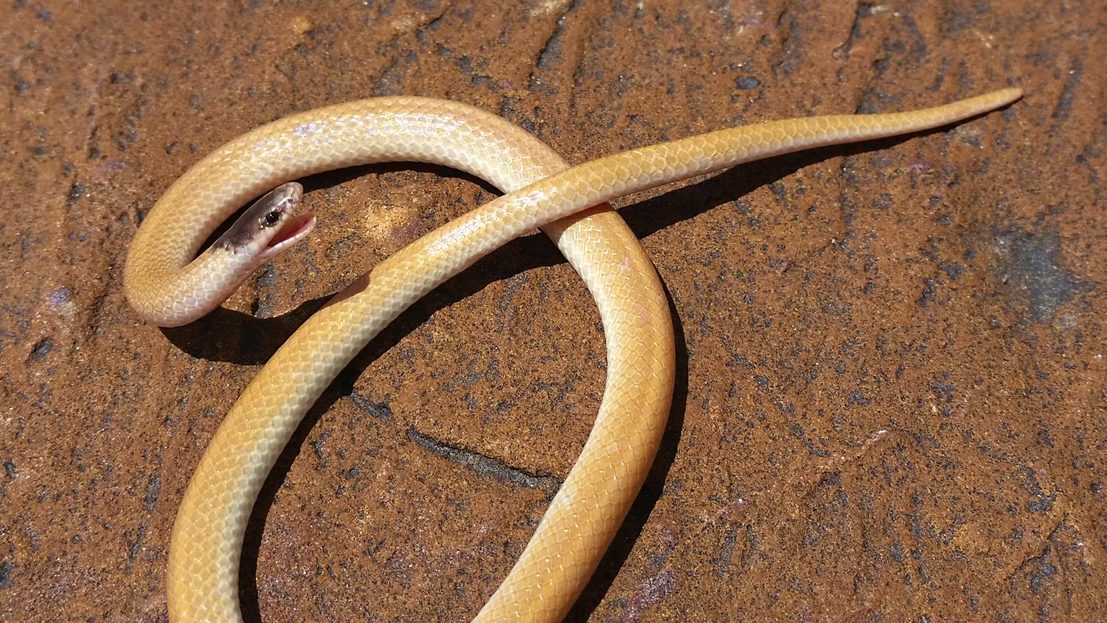 Plains Black-Headed Snake
