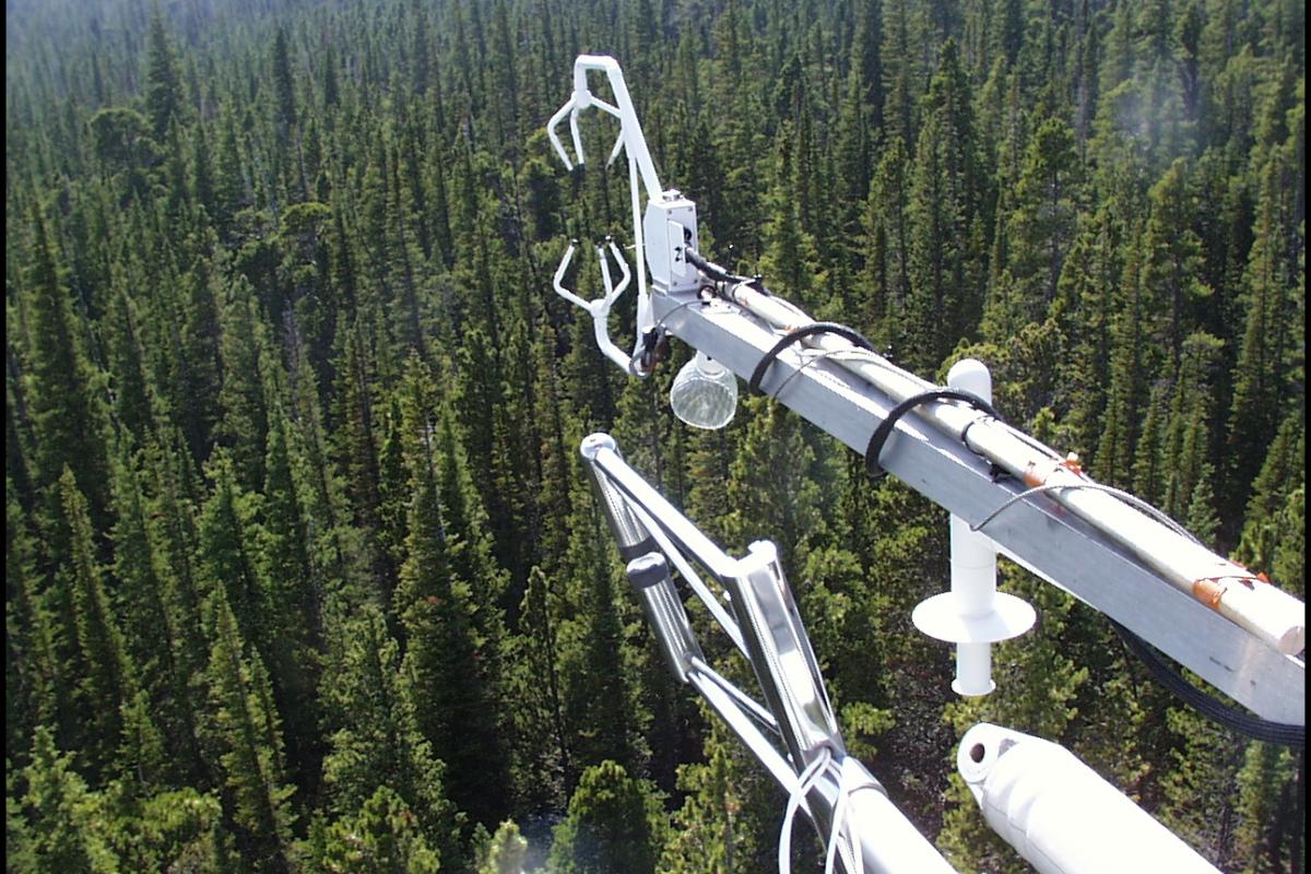 Niwot Ameriflux tower arm over trees