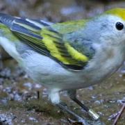 warbler birt on ground, close up shot, can see colors on birds wings