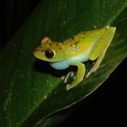 Hyla rufitela tree frog sits on a large green leaf