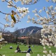 cu boulder campus in the spring, spring buds frame up a wide angle shot of a green field and the campus buildings behind it