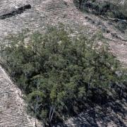 ariel shot of a patch of trees, surrounding land is fragmented