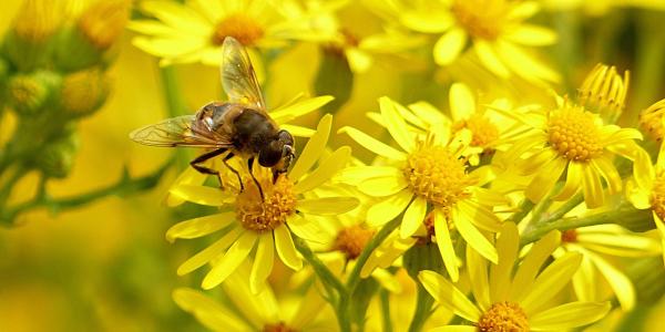 pollinator garden