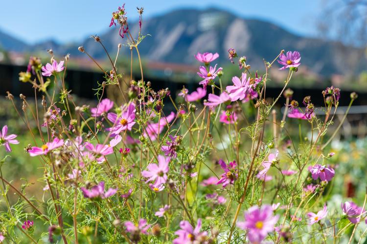 purple wildflowers