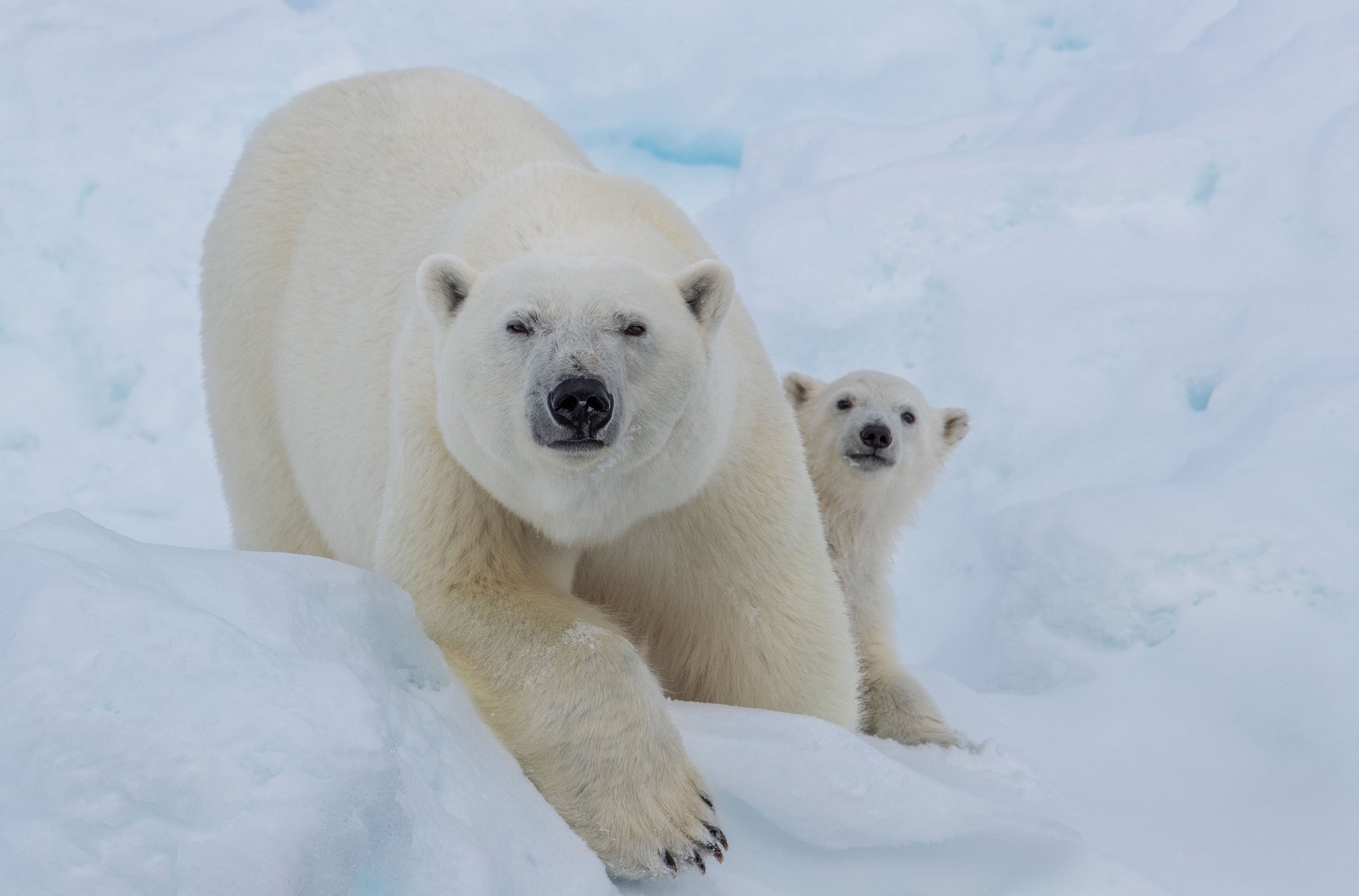 Polar bears, photo by Lianna Nixon